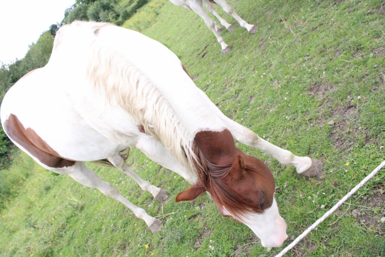 Veulen (vr) Paint Horse Te koop 2020 Bontzwart
