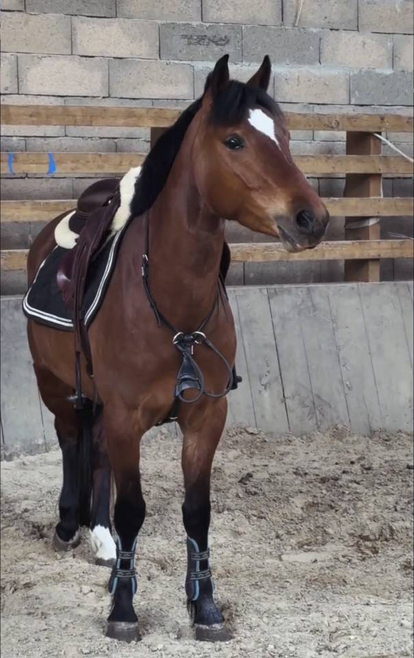 Merrie Franse rijpony PFS Te koop 2022 Donker bruin / bai ,  COCKTAIL DE FOUGNARD