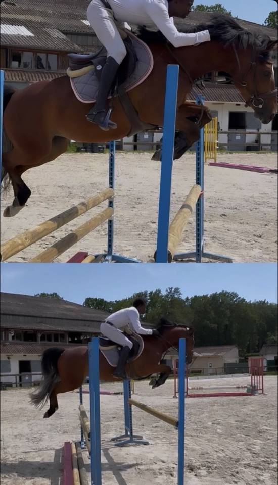 Merrie Franse rijpony PFS Te koop 2022 Donker bruin / bai ,  COCKTAIL DE FOUGNARD