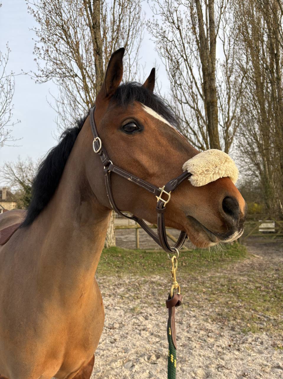 Merrie Franse rijpony PFS Te koop 2022 Donker bruin / bai ,  COCKTAIL DE FOUGNARD