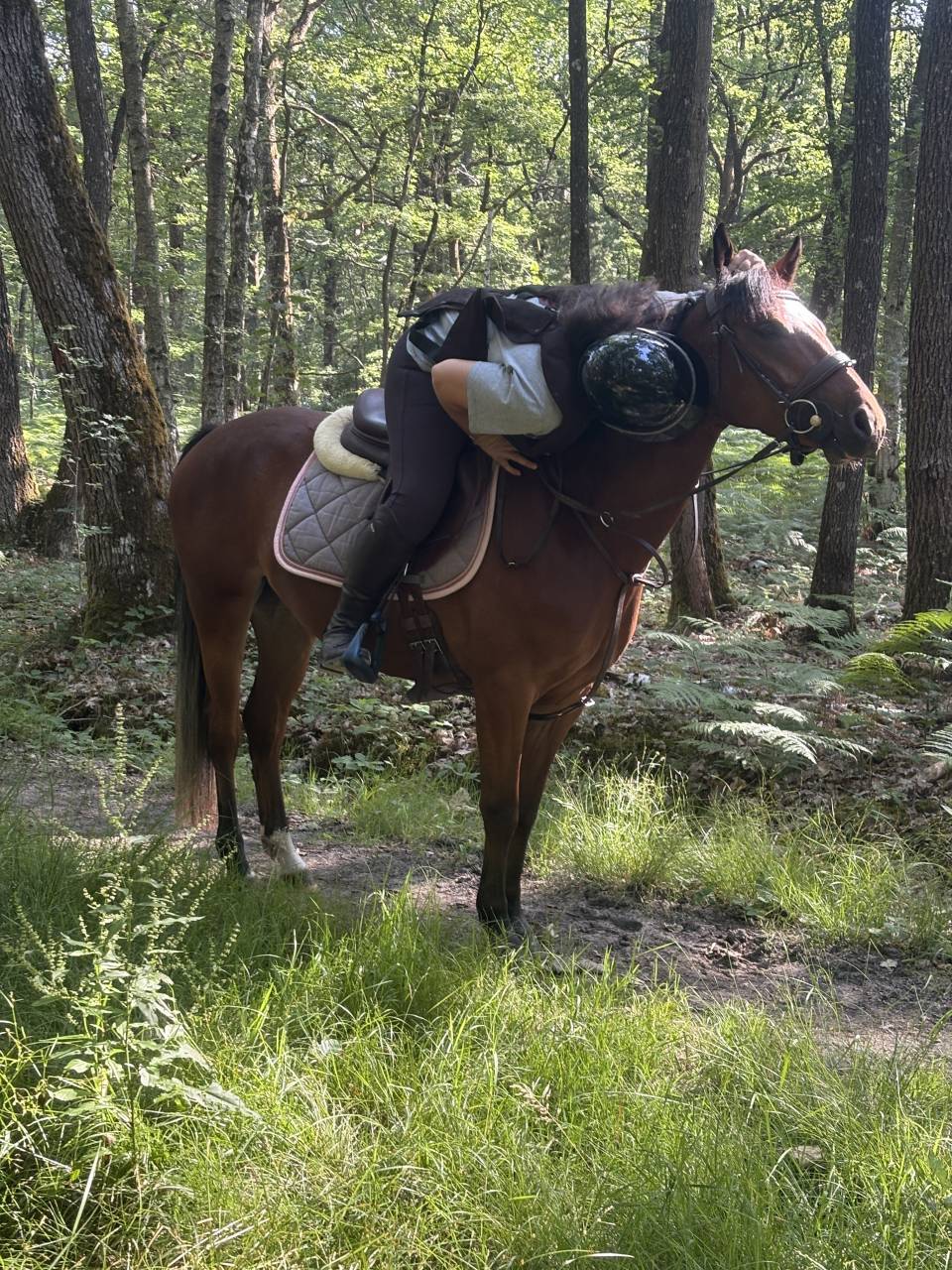 Merrie Franse rijpony PFS Te koop 2022 Donker bruin / bai ,  COCKTAIL DE FOUGNARD