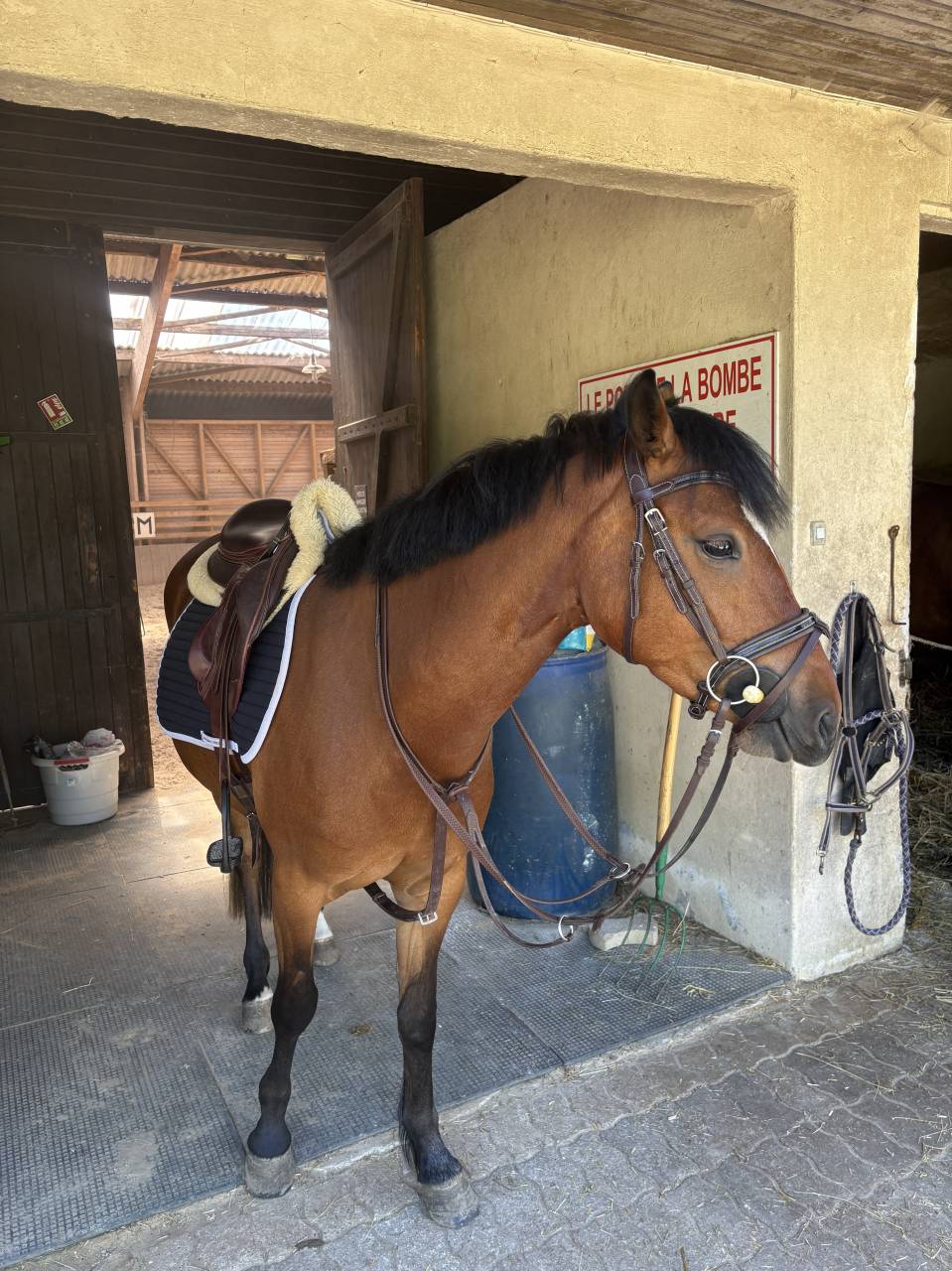 Merrie Franse rijpony PFS Te koop 2022 Donker bruin / bai ,  COCKTAIL DE FOUGNARD