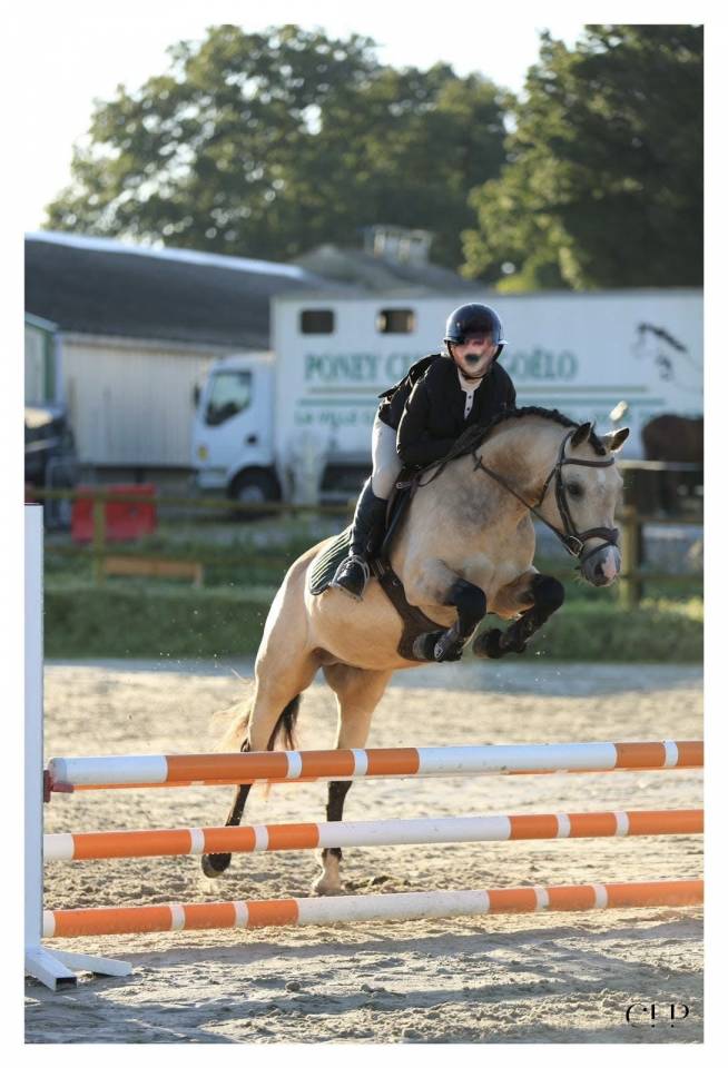 Hengst Franse rijpony PFS Te koop 2020 Isabel