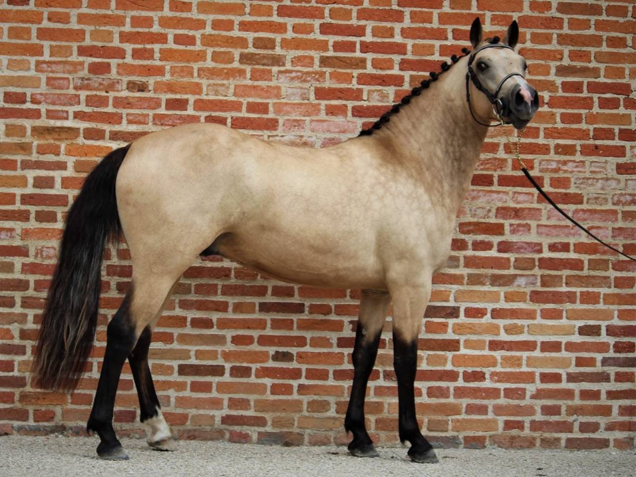 Hengst Franse rijpony PFS Te koop 2020 Isabel