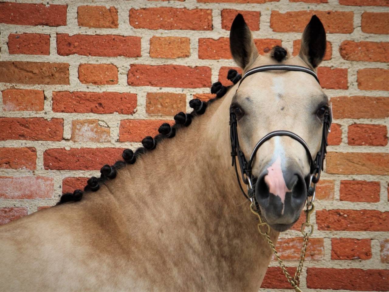 Hengst Franse rijpony PFS Te koop 2020 Isabel