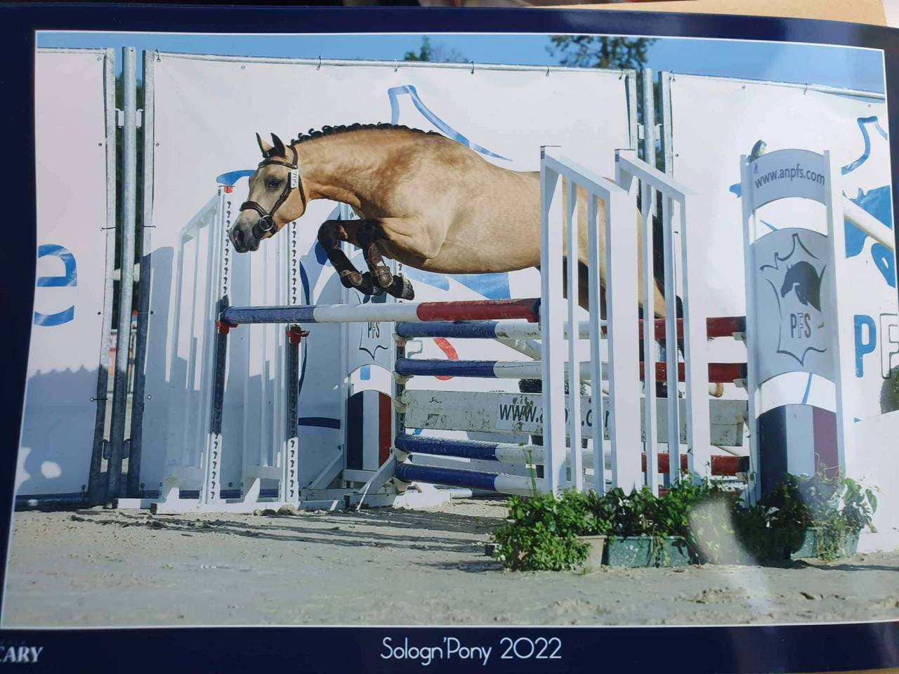 Hengst Franse rijpony PFS Te koop 2020 Isabel