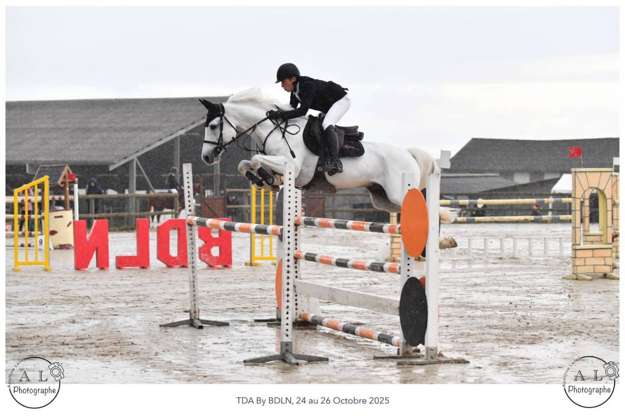 Dekhengst Franse rijpony PFS Te koop 2017 Schimmel ,  CONSUL DE LA VIE Z