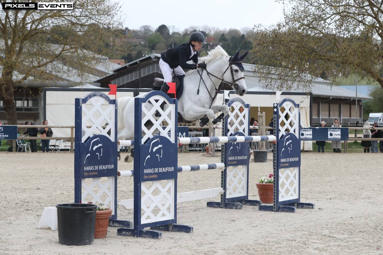 Dekhengst Franse rijpony PFS Te koop 2017 Schimmel ,  CONSUL DE LA VIE Z