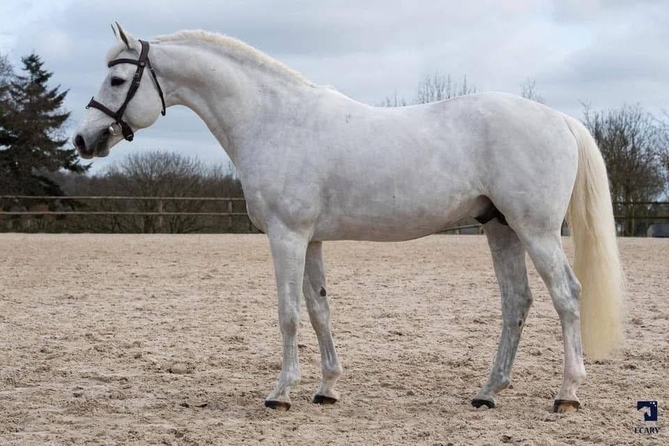 Dekhengst Franse rijpony PFS Te koop 2017 Schimmel ,  CONSUL DE LA VIE Z