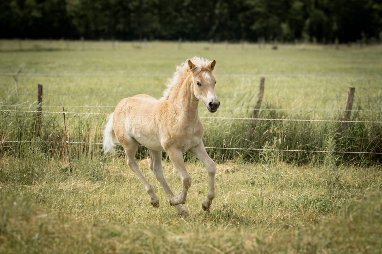 Veulen (vr) Haflinger Te koop 2026 Vos ,  No Records.