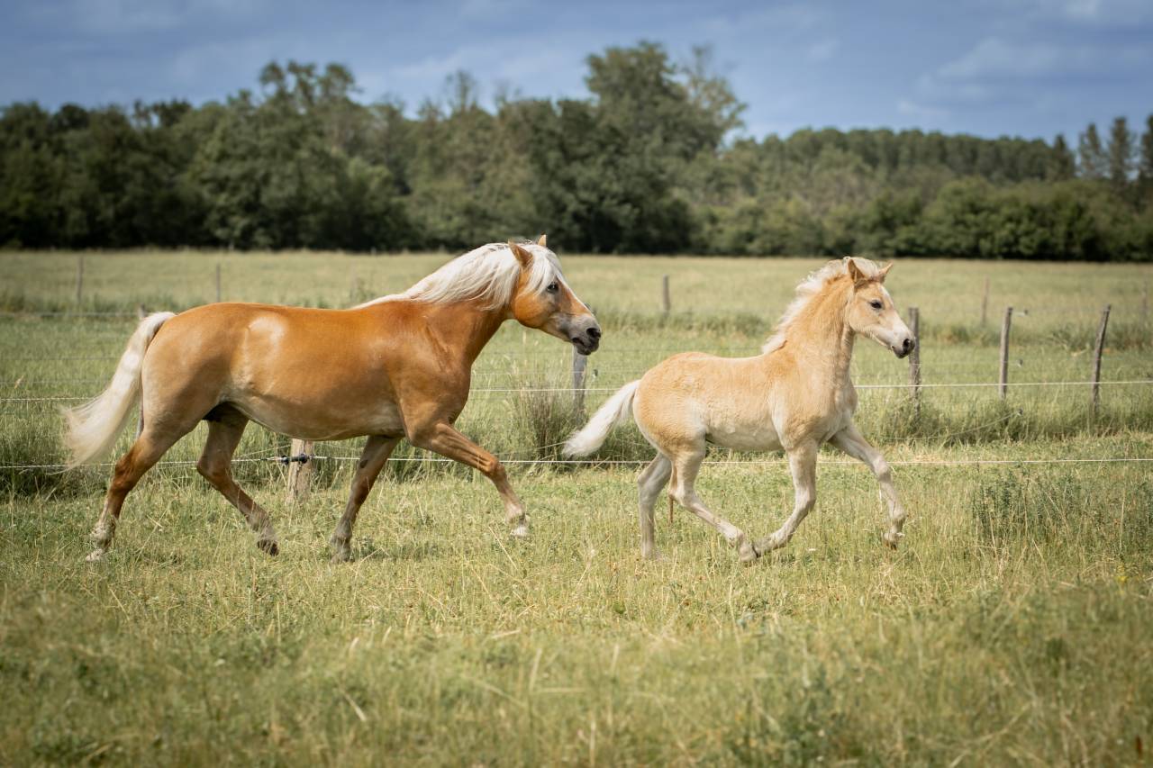 Veulen (vr) Haflinger Te koop 2026 Vos ,  No Records.