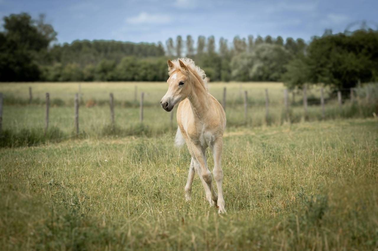 Veulen (vr) Haflinger Te koop 2026 Vos ,  No Records.