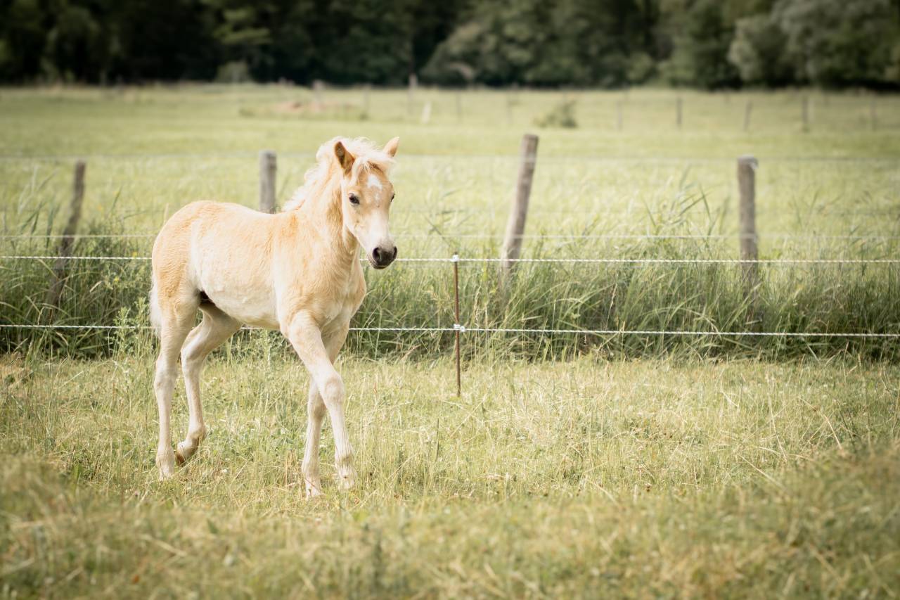 Veulen (vr) Haflinger Te koop 2026 Vos ,  No Records.