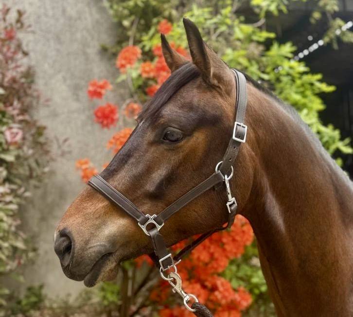Ruin Franse rijpony PFS Te koop 2022 Donker bruin / bai ,  Armitages Boy