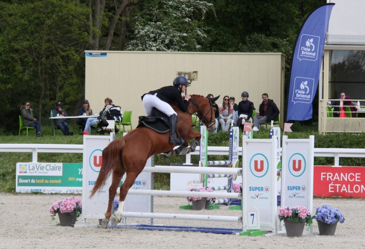 Ruin Selle Fran&ccedil;ais Te koop 2019 Vos ,  ZANDOR Z