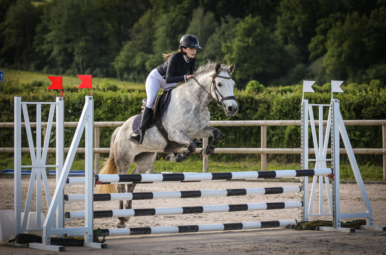 Merrie Connemara Te koop 2015 Schimmel
