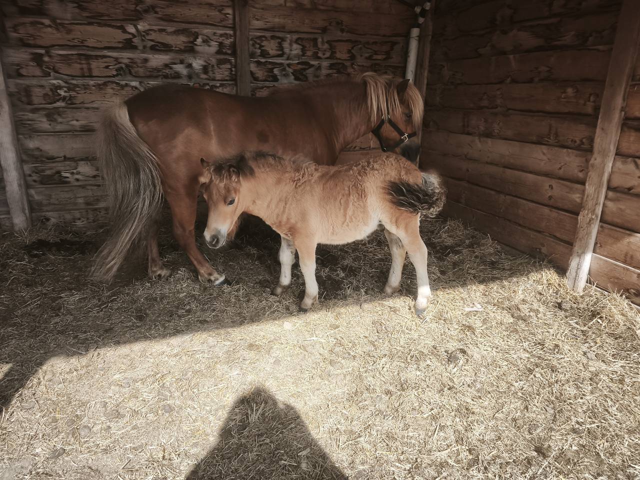 Merrie Shetland Te koop 2017 Vos