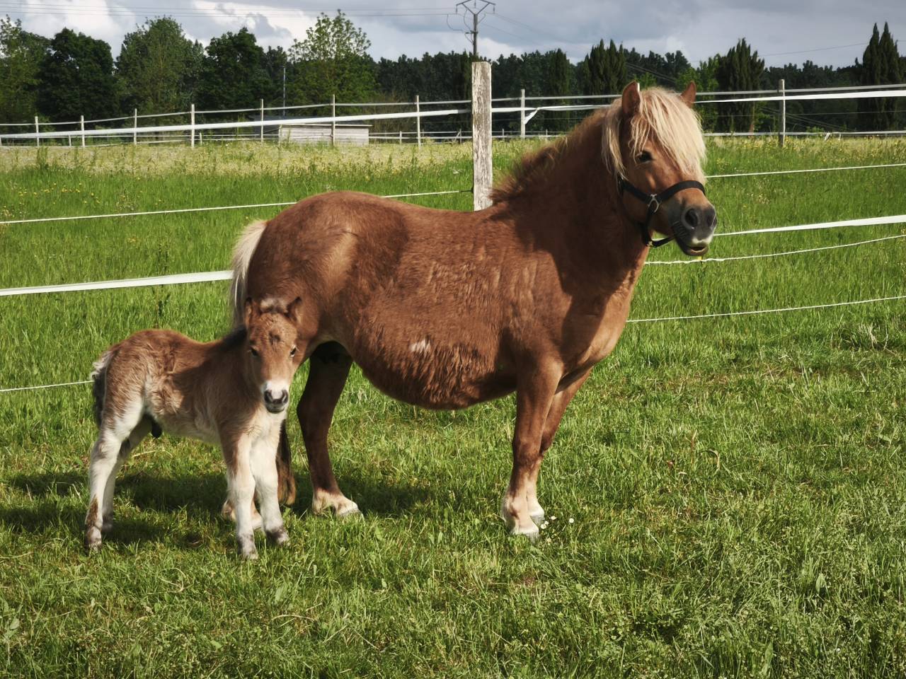 Merrie Shetland Te koop 2017 Vos