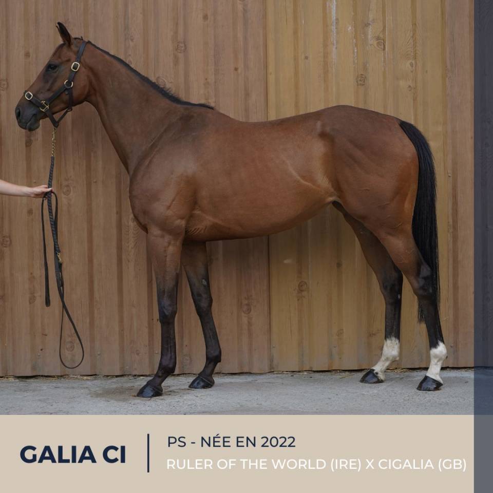 Merrie Volbloed Te koop 2022 Donker bruin / bai ,  RULER OF THE WORLD (IRE)
