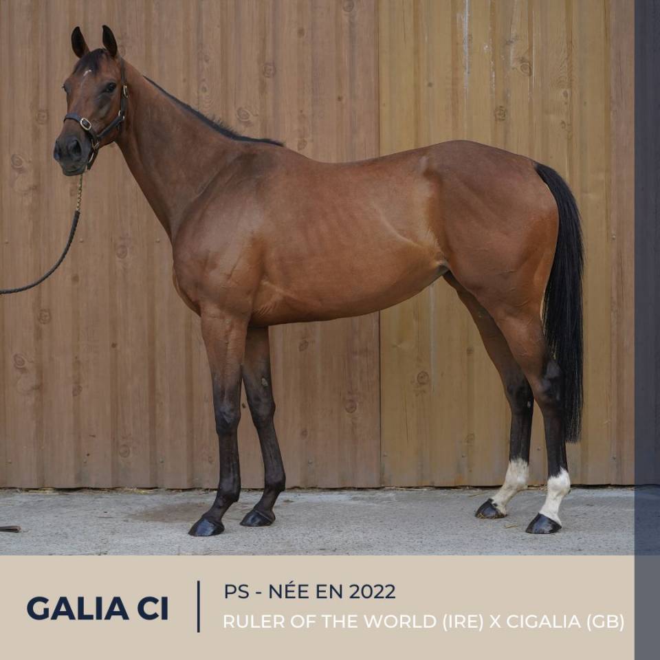 Merrie Volbloed Te koop 2022 Donker bruin / bai ,  RULER OF THE WORLD (IRE)
