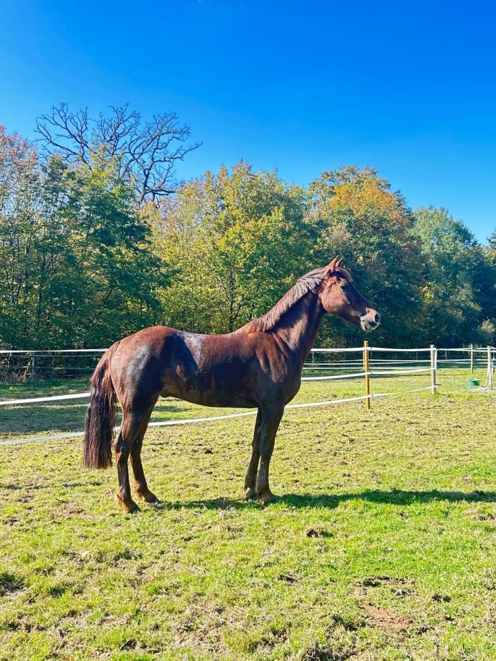 Ruin Welsh Partbred Te koop 2017 Koffie vos