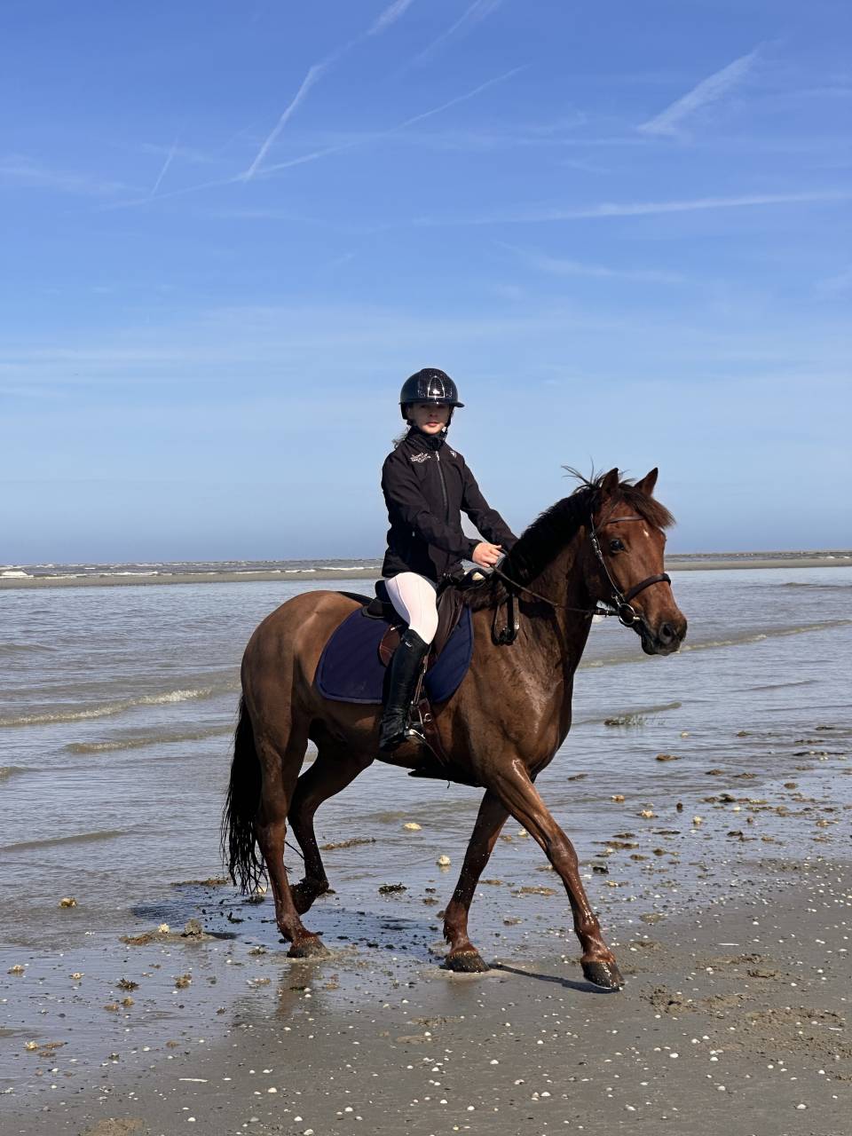 Ruin Welsh Partbred Te koop 2017 Koffie vos