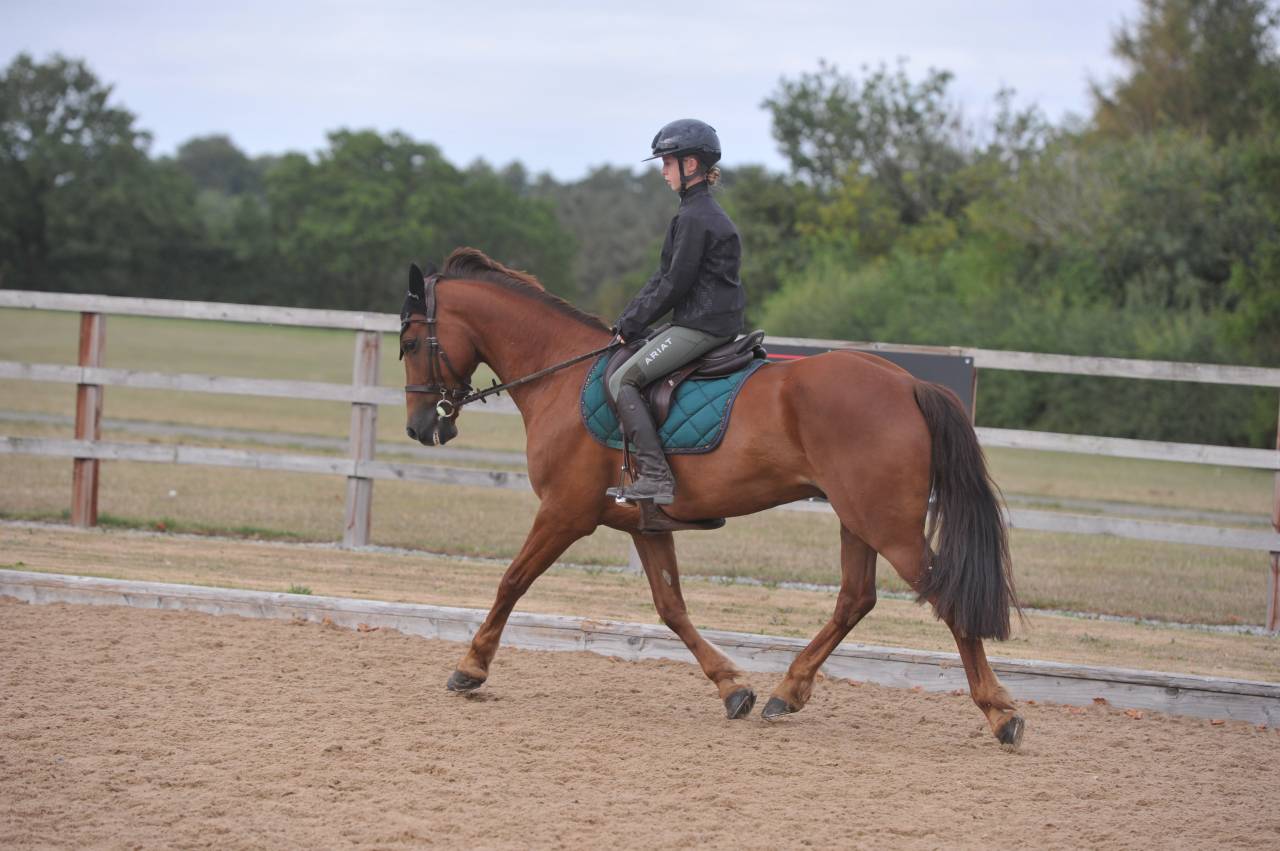 Ruin Welsh Partbred Te koop 2017 Koffie vos
