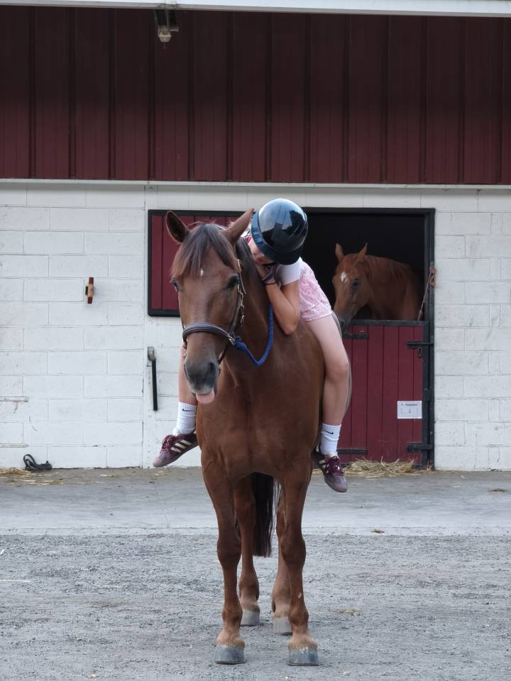 Ruin Welsh Partbred Te koop 2017 Koffie vos