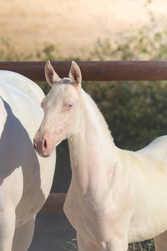 Veulen (vr) Lusitano Te koop 2026 Cremello ,  Rei Du Parc