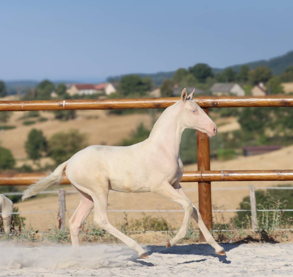 Veulen (vr) Lusitano Te koop 2026 Cremello ,  Rei Du Parc