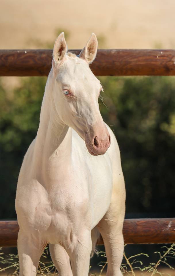 Veulen (vr) Lusitano Te koop 2026 Cremello ,  Rei Du Parc