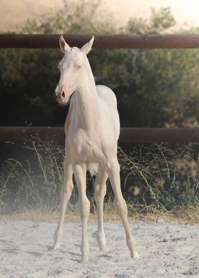 Veulen (vr) Lusitano Te koop 2026 Cremello ,  Rei Du Parc