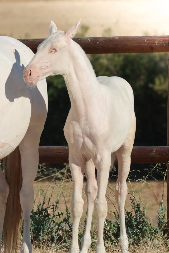 Veulen (vr) Lusitano Te koop 2026 Cremello ,  Rei Du Parc
