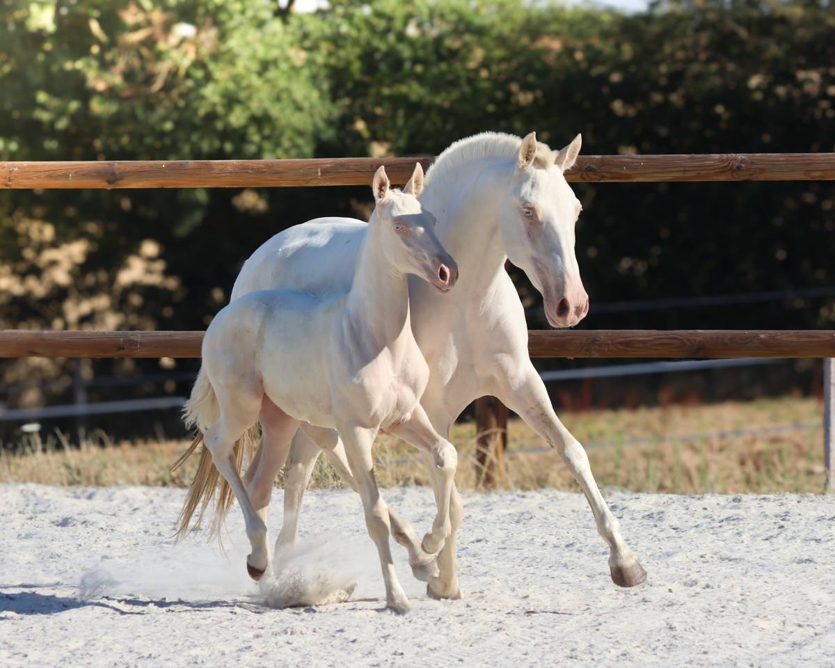 Veulen (vr) Lusitano Te koop 2026 Cremello ,  Rei Du Parc