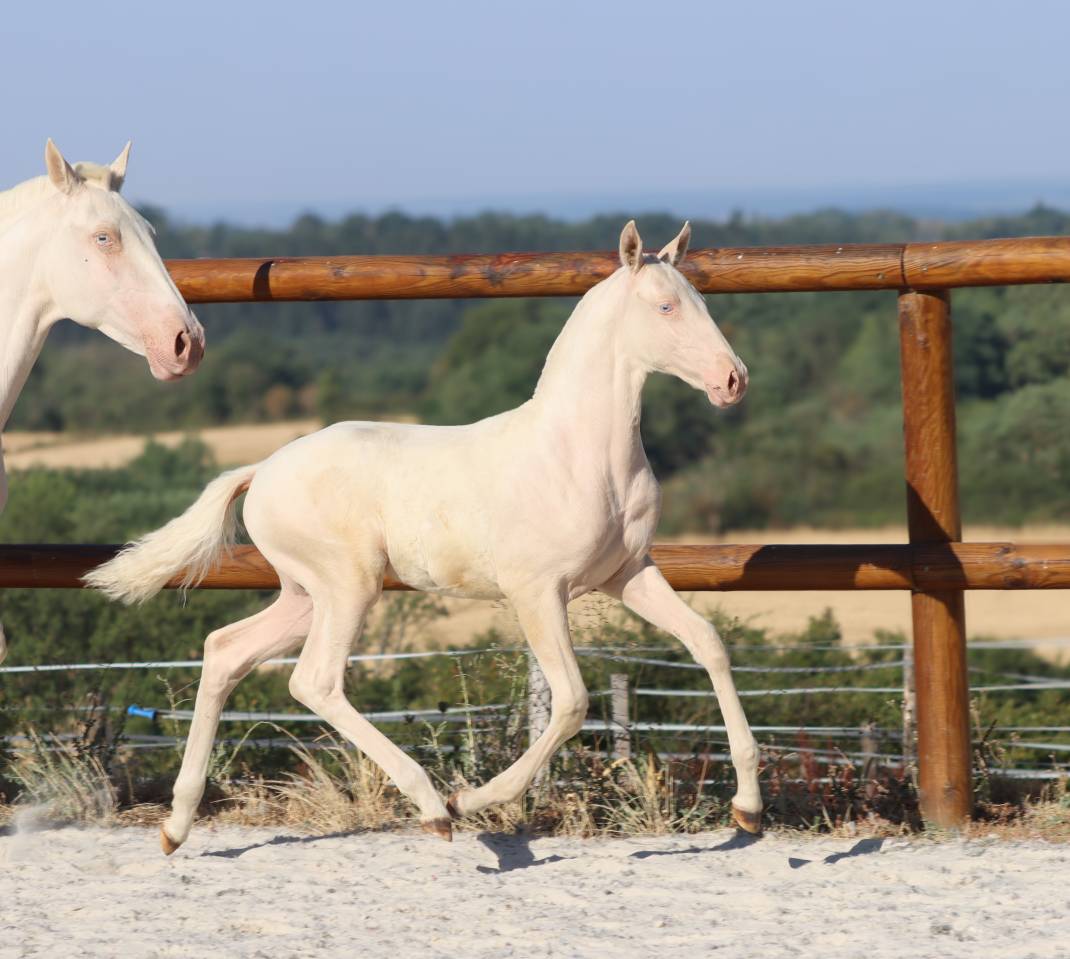 Veulen (vr) Lusitano Te koop 2026 Cremello ,  Rei Du Parc