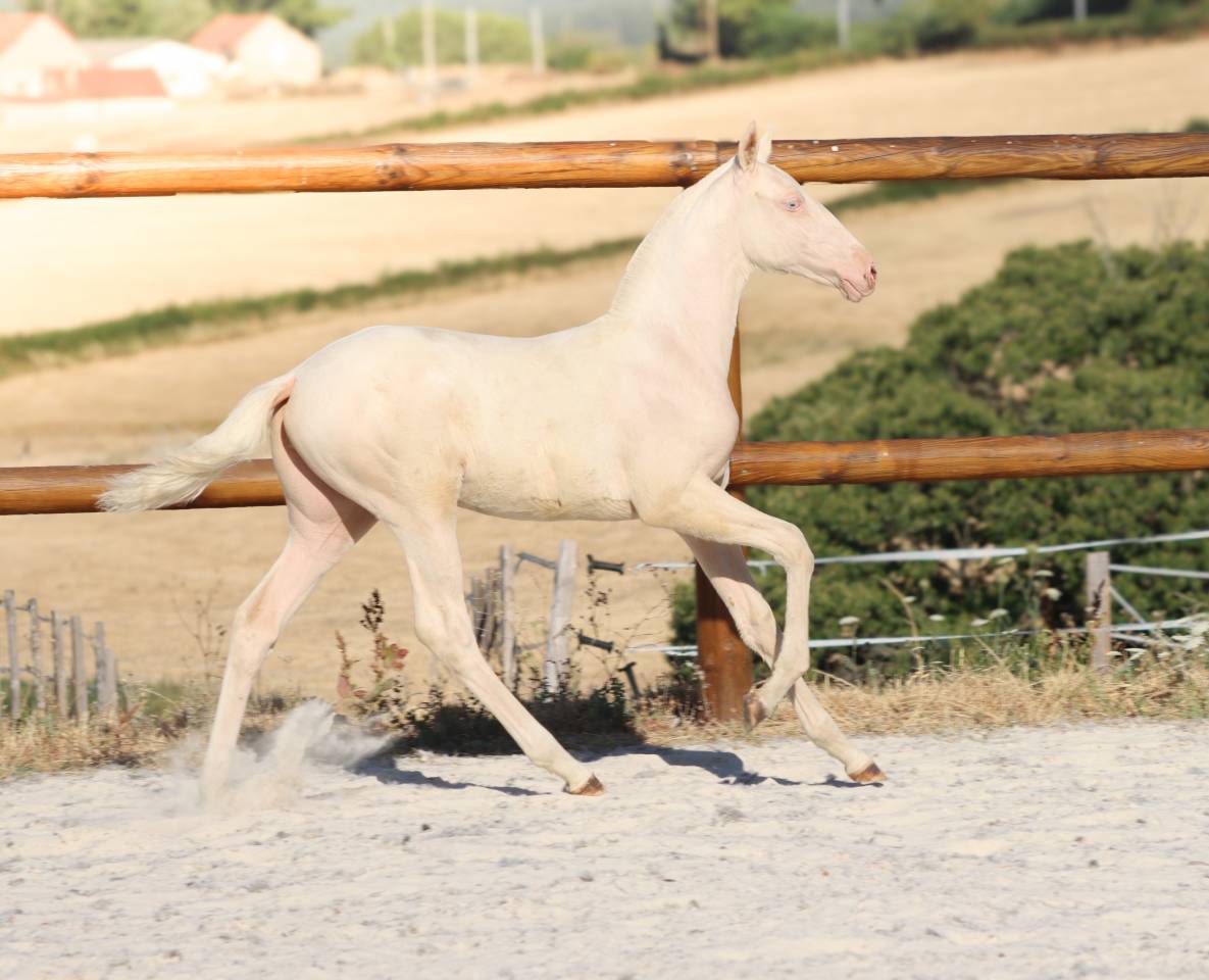 Veulen (vr) Lusitano Te koop 2026 Cremello ,  Rei Du Parc