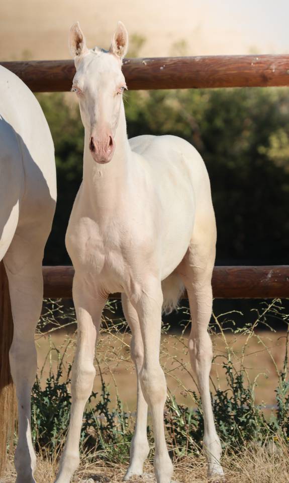 Veulen (vr) Lusitano Te koop 2026 Cremello ,  Rei Du Parc