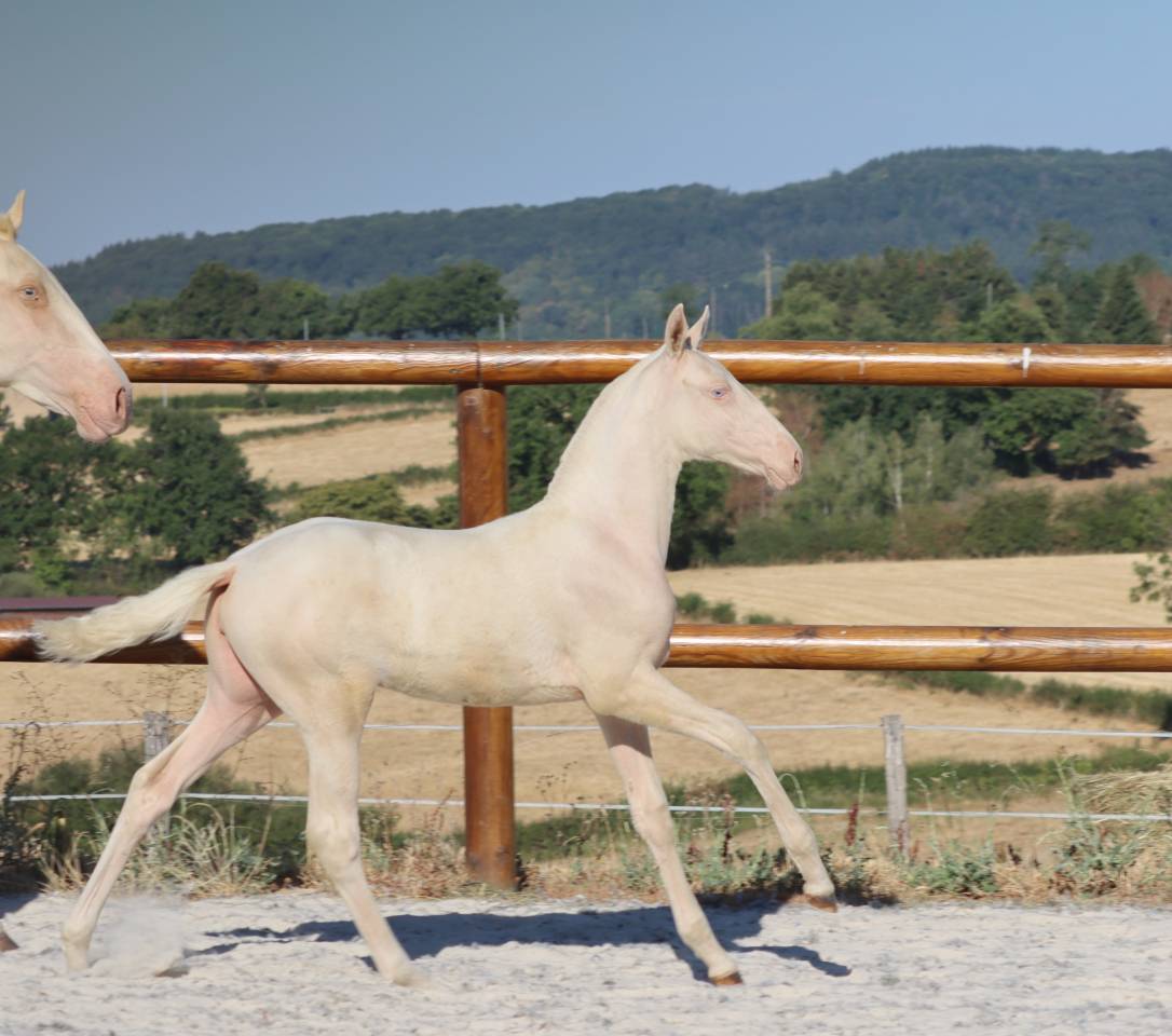 Veulen (vr) Lusitano Te koop 2026 Cremello ,  Rei Du Parc