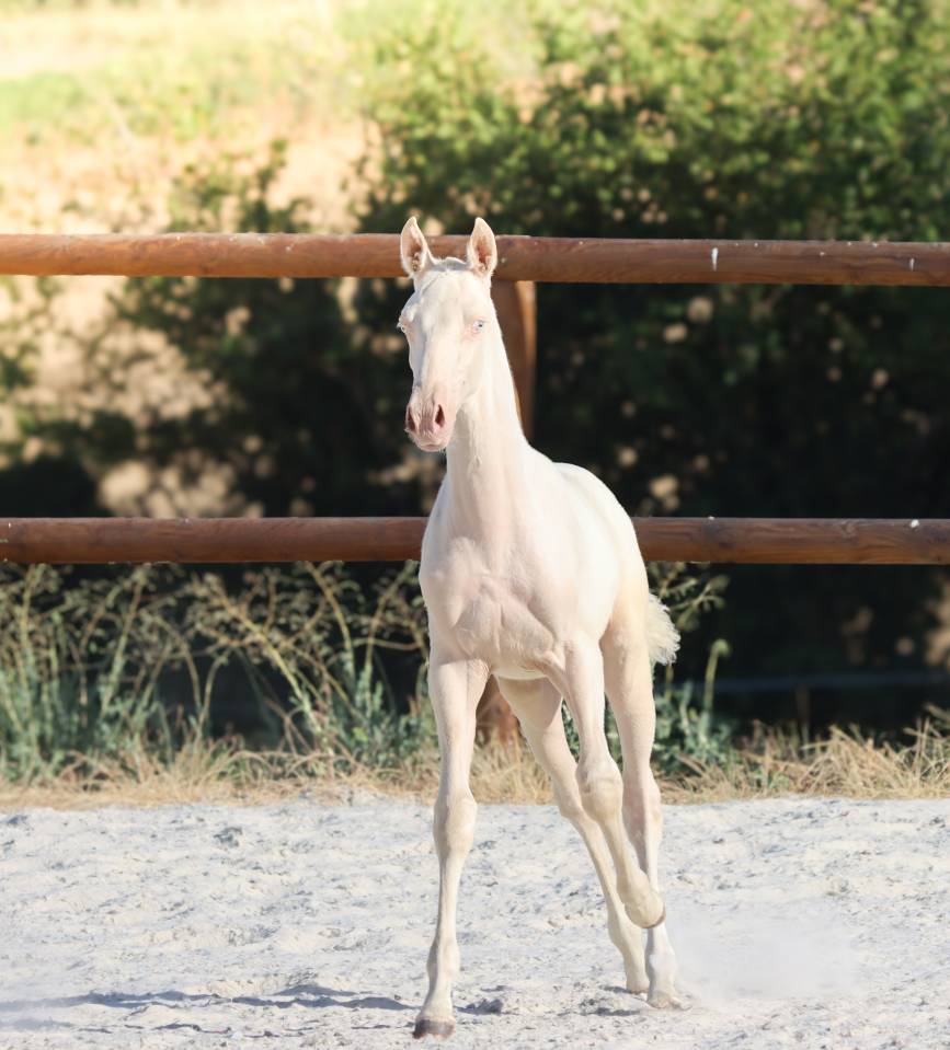 Veulen (vr) Lusitano Te koop 2026 Cremello ,  Rei Du Parc