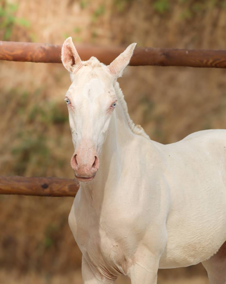 Veulen (ml) Lusitano Te koop 2026 Perlino ,  Rei Du Parc