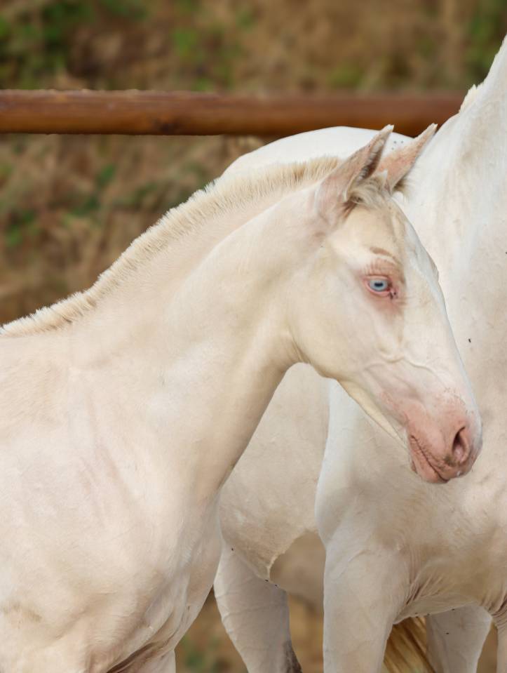 Veulen (ml) Lusitano Te koop 2026 Perlino ,  Rei Du Parc