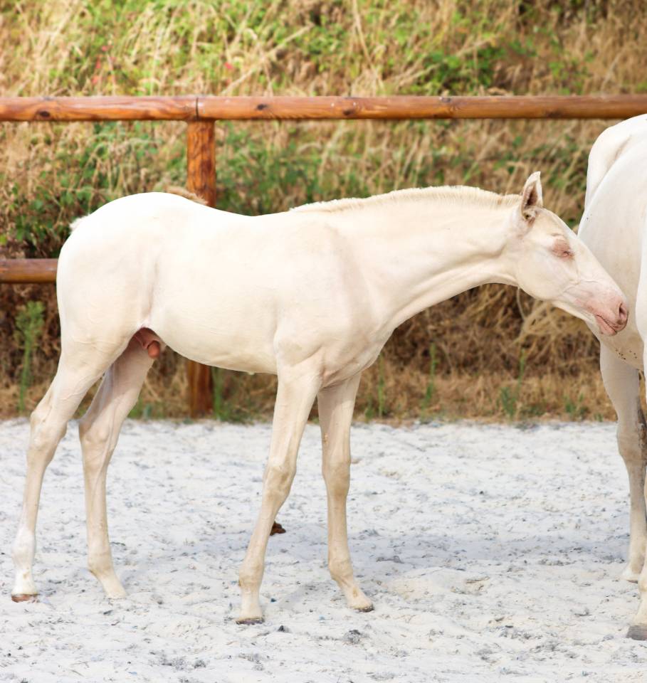Veulen (ml) Lusitano Te koop 2026 Perlino ,  Rei Du Parc