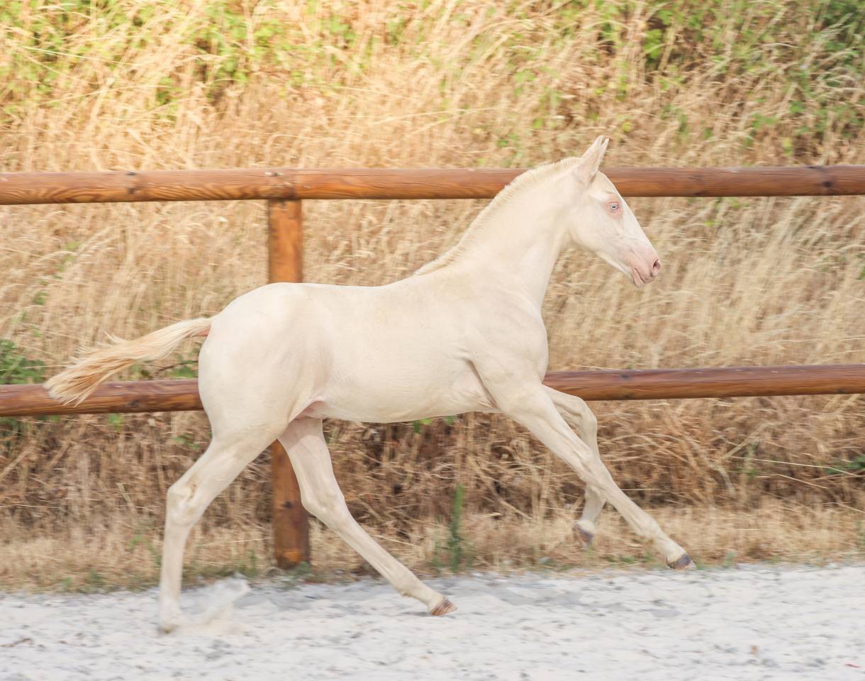 Veulen (ml) Lusitano Te koop 2026 Perlino ,  Rei Du Parc