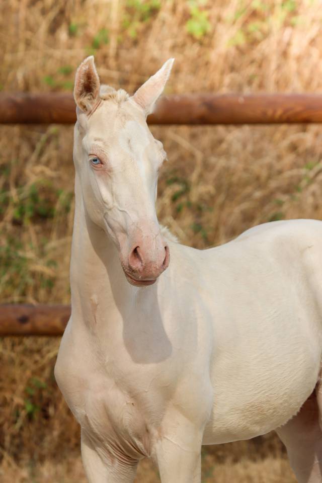 Veulen (ml) Lusitano Te koop 2026 Perlino ,  Rei Du Parc