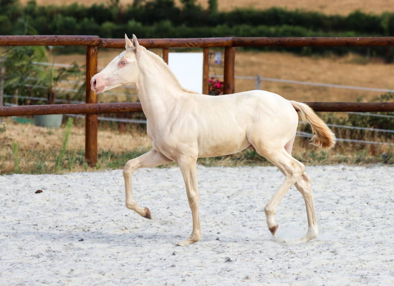 Veulen (ml) Lusitano Te koop 2026 Perlino ,  Rei Du Parc