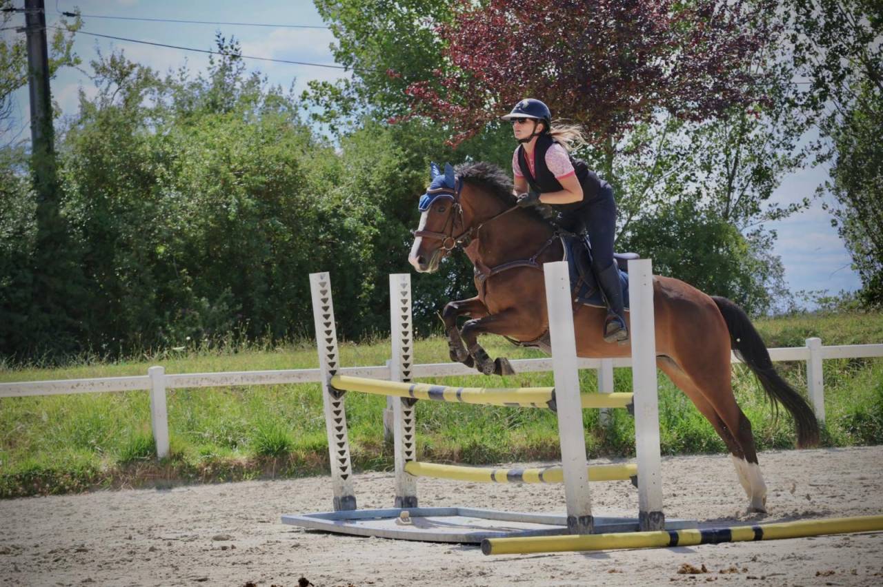 Merrie Franse rijpony PFS Te koop 2022 Donker bruin / bai ,  OPPLALA ST HYMER