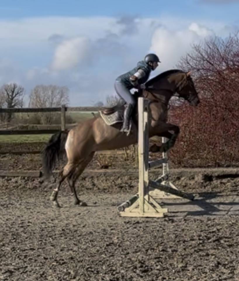 Merrie Franches-Montagnes  Te koop 2015 Donker bruin / bai