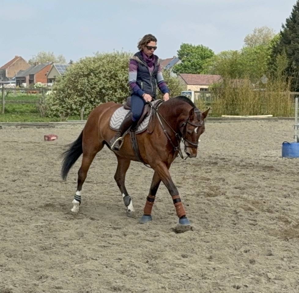 Merrie Franches-Montagnes  Te koop 2015 Donker bruin / bai