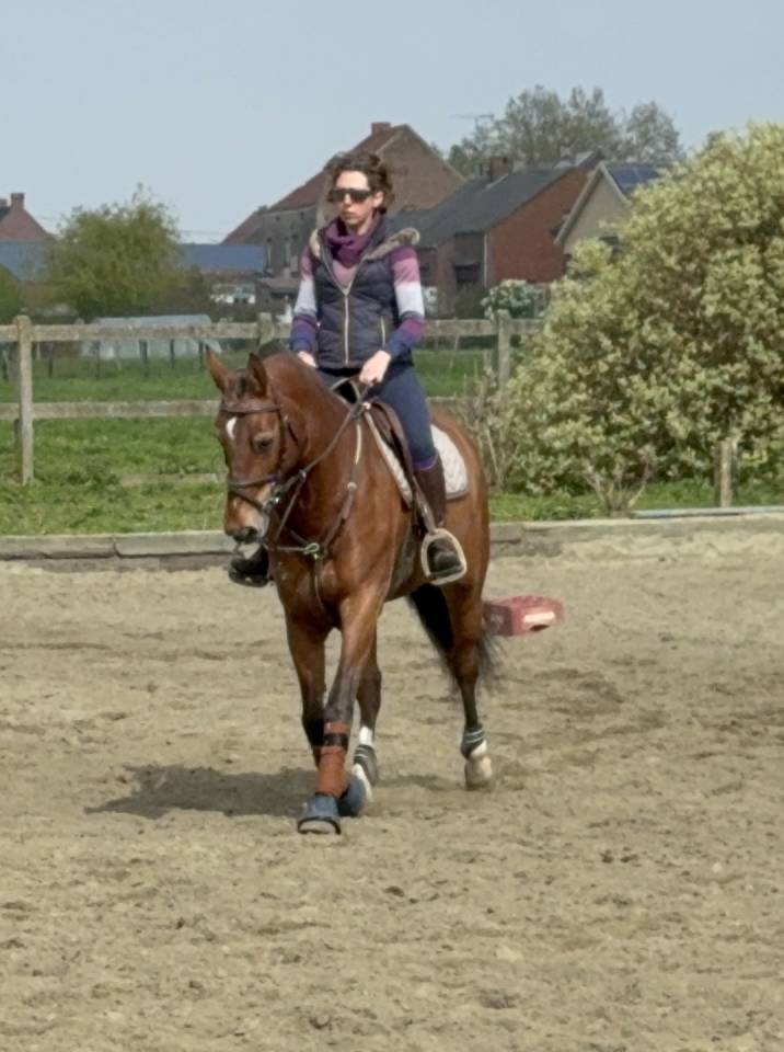 Merrie Franches-Montagnes  Te koop 2015 Donker bruin / bai