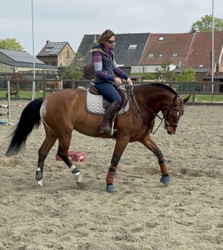 Merrie Franches-Montagnes  Te koop 2015 Donker bruin / bai